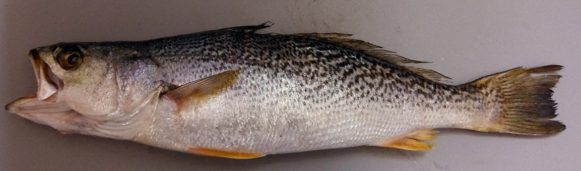 Cynoscion regalis_02.jpg